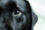 sadie